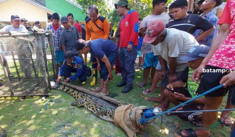 Kabel Sling Putus saat Evakuasi Buaya di Desa Pengujan, Dibutuhkan Waktu 30 Menit