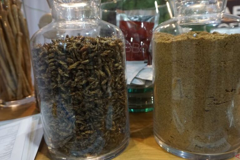 Jangkrik Kini Tersedia dalam Bentuk Tepung