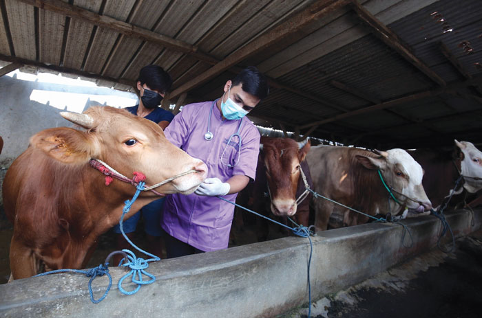 Penyakit Mulut dan Kuku Berdampak pada Stok Sapi  Idul Adha