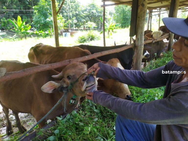 155 Ekor Sapi Asal Natuna Masuk ke Tanjungpinang