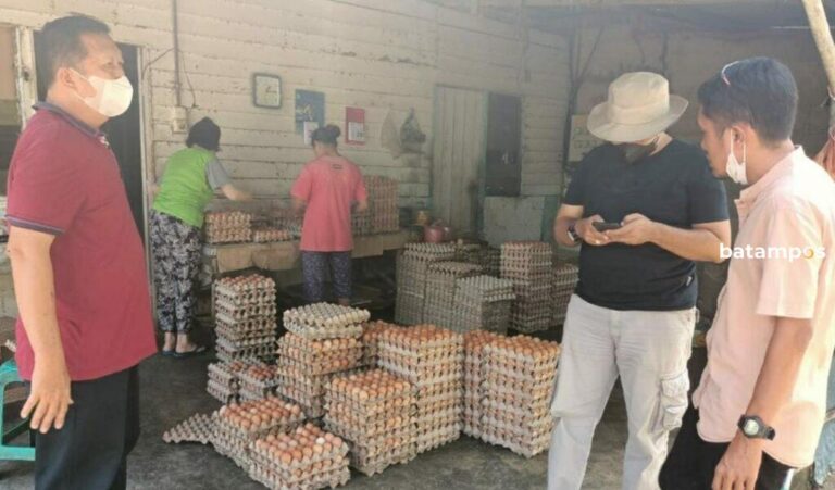 Harga Pakan Ayam Naik, Harga Telur Juga Ikut Naik 