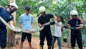 Kenyang Makan Ayam, Ular Sawah Sepanjang 3 Meter Tak Melawan saat Ditangkap di Tanjunguban
