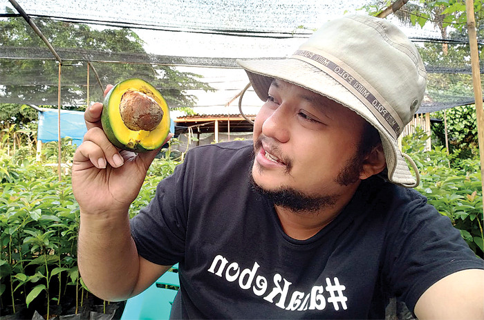 Menanam Alpukat Cipedak yang Jadi Primadona, Si Bandel yang Adaptif dan Sering Panen