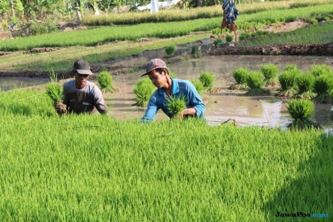 Sistem Pangan Perlu Ditransformasi Agar Indonesia Tidak Mengalami Krisis