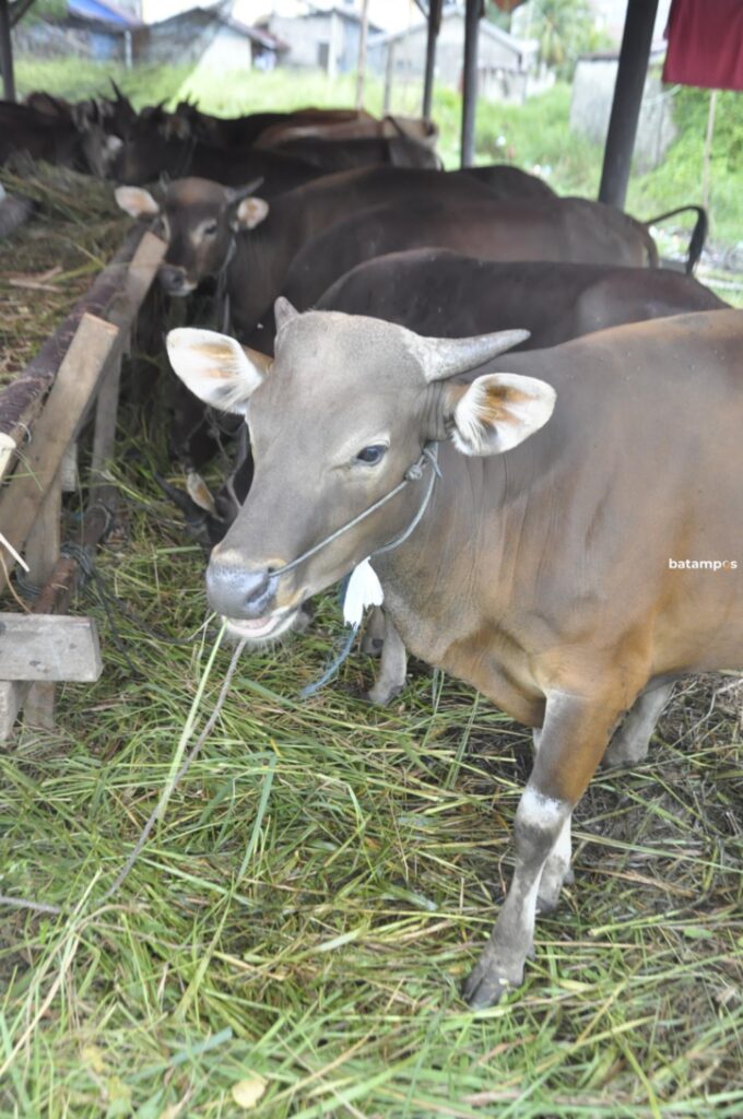 Untuk Kebutuhan Idul Adha, Sapi Premium Susah masuk Karimun akibat PMK
