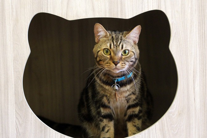 Hormon Kawin Stop, Fokus Makan, Kucing Dikebiri Cenderung akan Gemuk