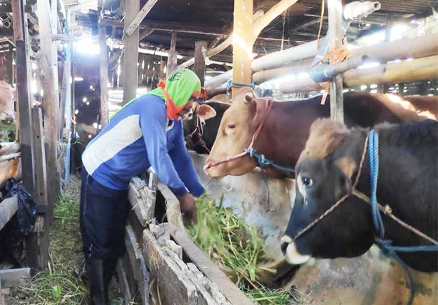 Pemerintah Isolasi Pergerakan Ternak di Jatim