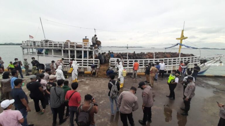 Pengiriman Kambing ke Batam Masih Tunggu Proses Administrasi