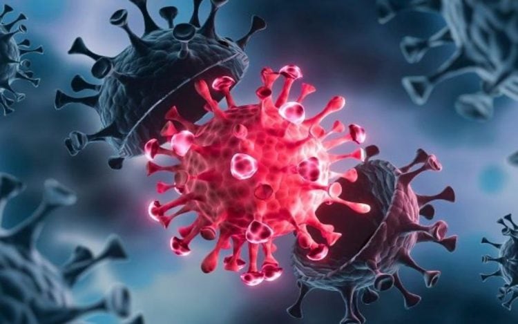 Virus Mulai Serang Manusia, Waspada Tikus dan Kelewar