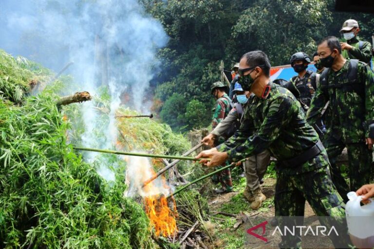 Ditemukan 5 Hektare Ladang Ganja di Gayo Lues, Aceh