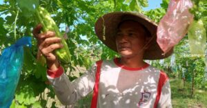 Harga Pupuk Nonsubsidi Mahal, Petani di Bintan Menjerit