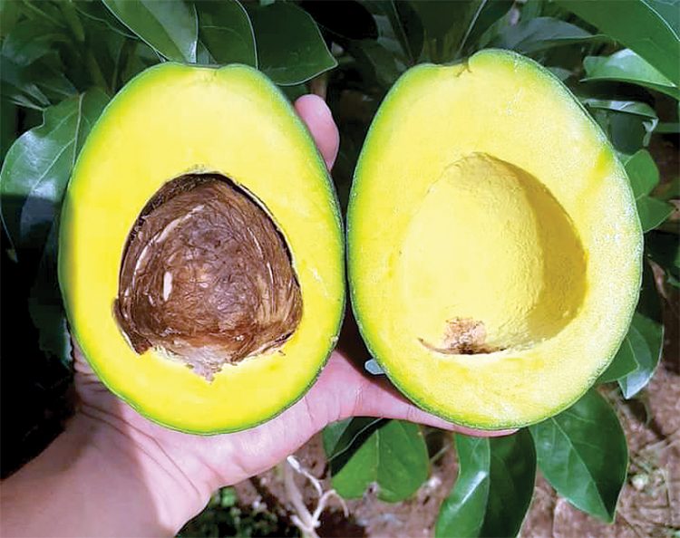 Menanam Alpukat Cipedak Bagi Pemula