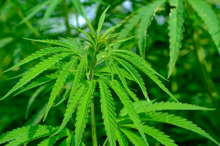 Thailand Legalkan Ganja