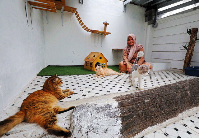 Omzet Jasa Penitipan Kucing Mencapai Rp 13 Juta