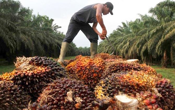 Produsen Migor Diminta Menghargai Sawit Petani dan Membeli Minimal Rp 1.600 per Kilogram