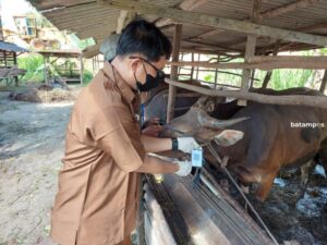 Hewan Kurban di Bintan Dinyatakan Sehat dan Layak Kurban, Ini Tanda Tandanya