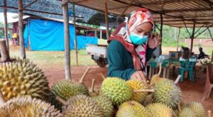 Berkah Musim Durian bagi Pak Itam Zul, Sehari Bisa Terjual Segini