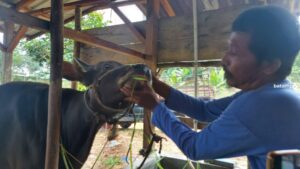 255 Ekor Sapi di Bintan akan Divaksin