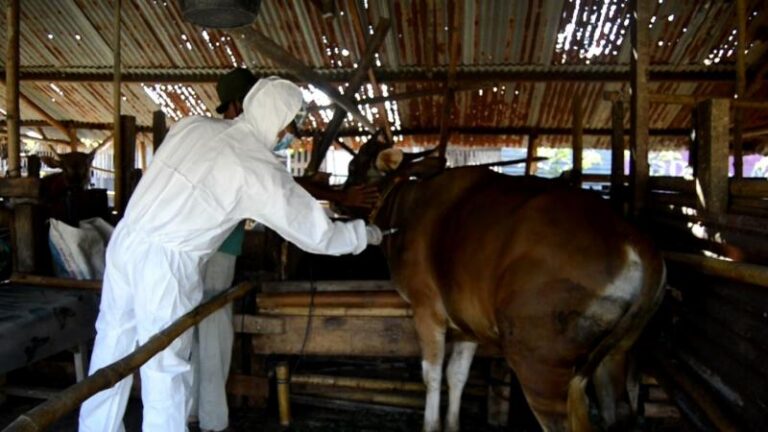 Bali Lockdown Pengiriman Sapi