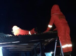 Ganggu Warga, Akhirnya Sarang Tawon Vespa di Simpang Lagoi, Dievakuasi Damkar Tanjunguban