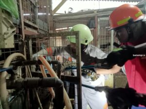 2 Ekor Ayam Mati, Petugas Damkar Tanjunguban Tangkap Ular Sawah Sepanjang 3 Meter
