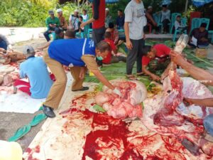 Pemkab Karimun Sebut Semua Sapi Kurban Bebas PMK, Hanya 1 yang….
