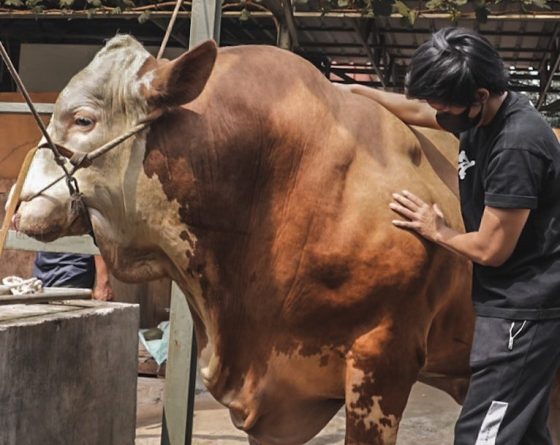 Atta Halilintar Kurban Sapi Megalodon Seberat 1,3 Ton