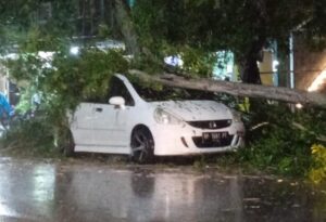 Angin Kencang, Pohon Tumbang Timpa Mobil
