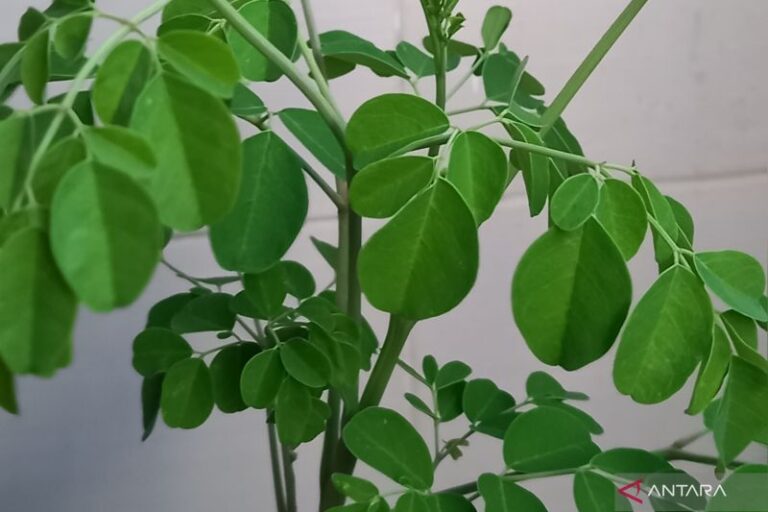 Ini Manfaat Daun Kelor