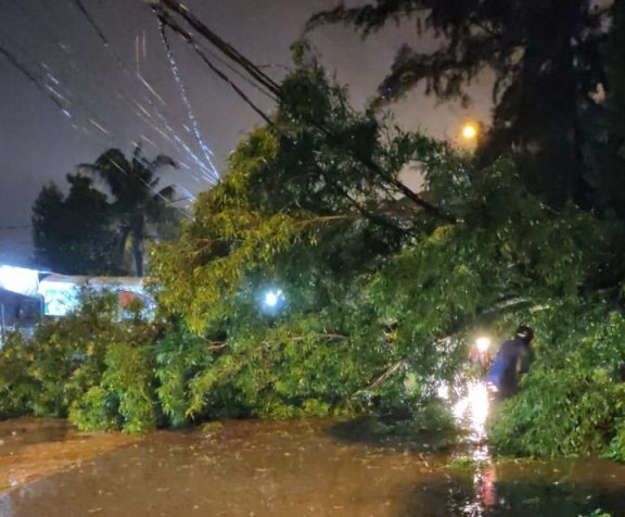 Pohon Tua Berpotensi Tumbang dan Membahayakan Warga Batam