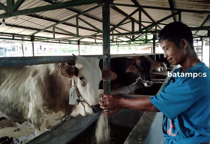 Satgas Turun Cek Kesehatan Hewan Kurban, Ditemukan Sapi Bergejala PMK