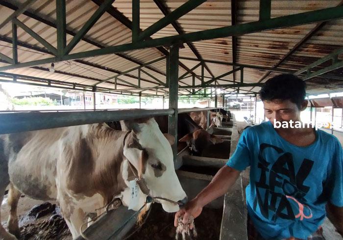 DKPP Batam Jamin Hewan Kurban Bebas PMK Meski Ada yang Bergejala