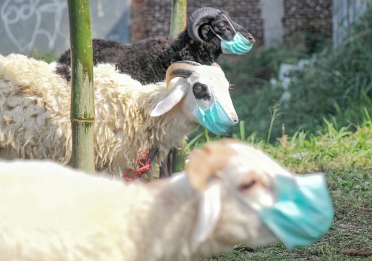 Di Garut, Satu Kampung Korban 800 Ekor Domba