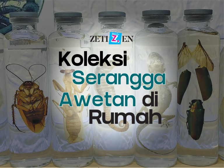 Koleksi Serangga Awetan di Rumah