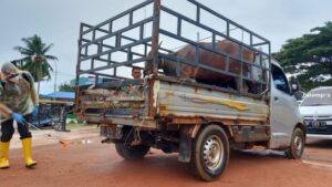 Sebelum Diseberangkan ke Batam, 3 Ekor Sapi dari Bintan untuk Kurban  Disemprot, Tujuannya…