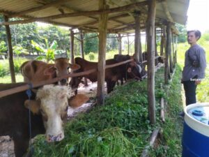 Stok Berpengaruh pada Jumlah Hewan Kurban di Idul Adha