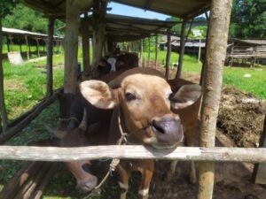 Awal Agustus, 187 Sapi di Tanjungpinang akan Divaksin PMK