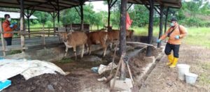 Di Tanjungpinang, Selain Berlabel SL, Hewan Kurban Juga Diberi Tanda Ini