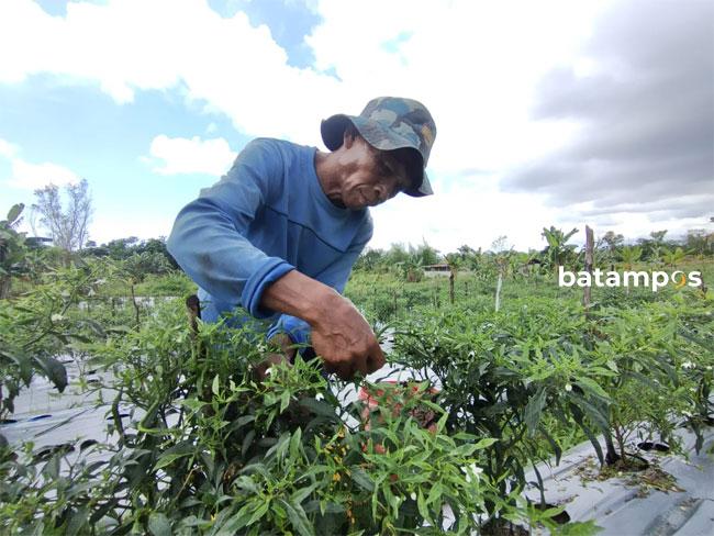 Petani di Batam Enggan Menanam Sayur, Ini Sebabnya