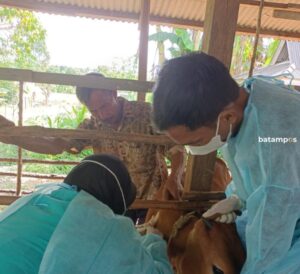 Cegah PMK, 130 Sapi di Tanjungpinang Divaksin