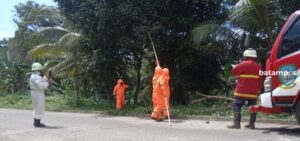 Tim Damkar Tanjunguban Eksekusi Dua Sarang Tawon Vespa Sekaligus dari Desa Teluk Sasah