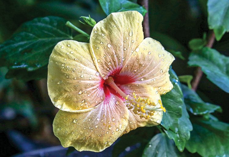 Pembiakan Kembang Sepatu Impor Perlu Hawa Dingin