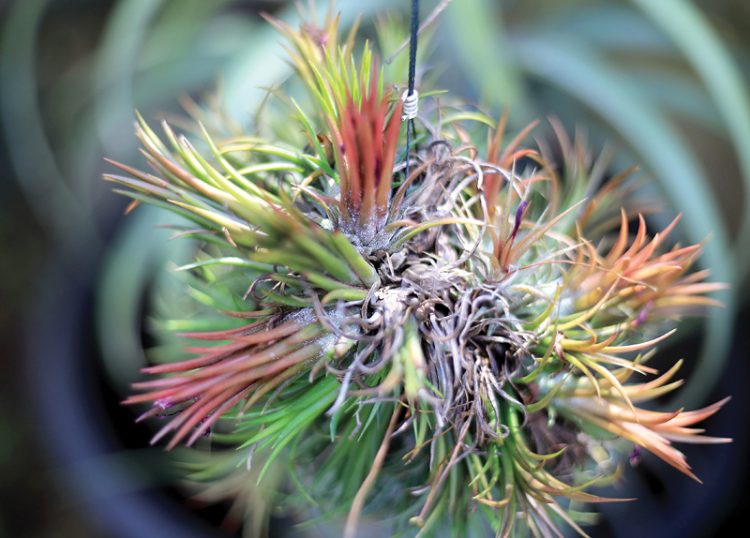 Tanaman Hias Tilansia, Hidup Menempel di Media Lain Tapi Bukan Parasit