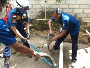 Ular Piton Sepanjang 4 Meter Melawan saat Ditangkap Damkar Bintan Timur