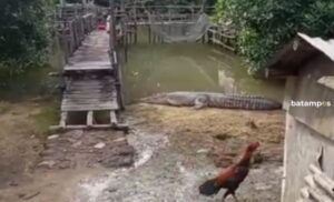 Buaya Sepanjang 4 Meter Muncul di Pemukiman Warga di Batu 8