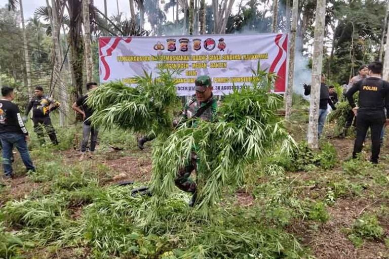 Tim Gabungan Polda Banten dan Aceh Musnahkan 3 Hektare Ladang Ganja di Aceh Utara