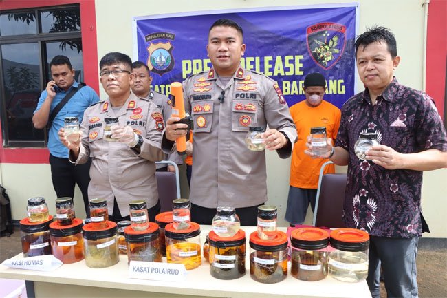 25 Jenis Biota Laut dari Batam Diselundupkan ke Singapura