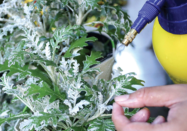 Putri Salju, Tanaman Hias yang Membawa Suasana Musim Dingin