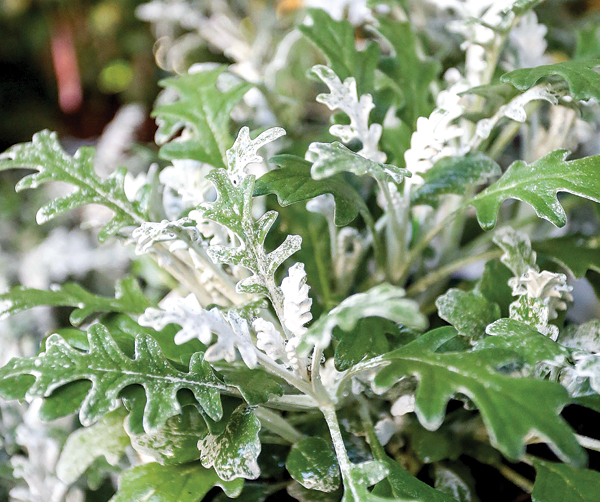 Menyemai Putri Salju untuk Pemula