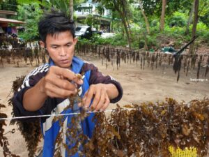 Penghasilan Menjanjikan, Nelayan Tanjungtalok, Desa Teluk Sasah Kumpulkan Rumput Laut Rengkam